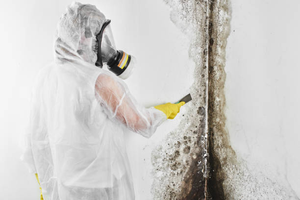 Certified Mold Removal in Alexander City, AL