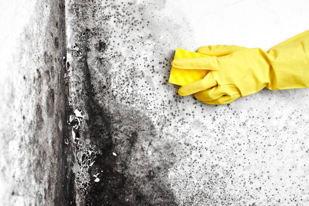 Best Residential Mold Removal  in Exander City, AL