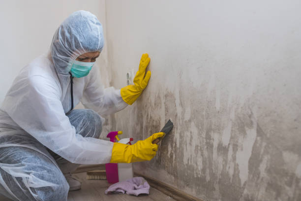 Best Mold Damage Repair  in Exander City, AL