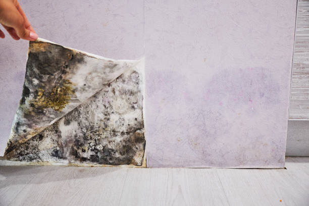 Best Commercial Mold Removal  in Exander City, AL
